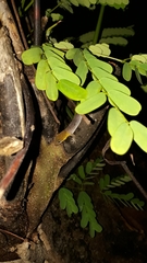 Gonatodes antillensis