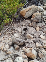 Lepidochrysops puncticilia