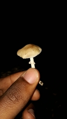 Candolleomyces tuberculatus