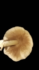 Candolleomyces tuberculatus