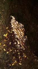 Candolleomyces tuberculatus