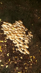 Candolleomyces tuberculatus