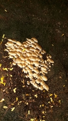 Candolleomyces tuberculatus