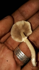 Candolleomyces tuberculatus