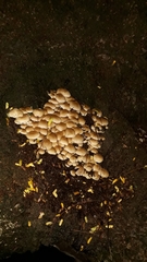 Candolleomyces tuberculatus