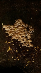 Candolleomyces tuberculatus