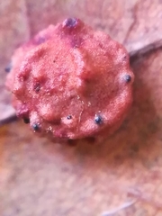 Cynips agama