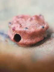 Cynips agama