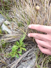 Dimorphotheca montana