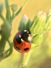 Coccinella septempunctata