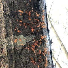 Cytospora chrysosperma