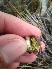 Dimorphotheca montana