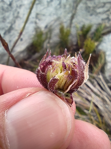 Image of Dimorphotheca montana by (c) Seth Musker, some rights reserved (CC BY)