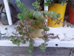 Crassula pellucida marginalis