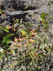 Berberis chilensis