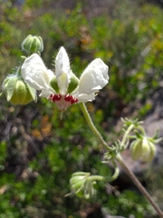 Loasa prostrata