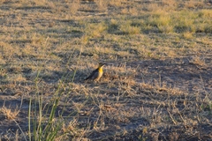 Colaptes campestris