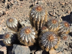 Copiapoa atacamensis