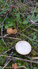 Galerina graminea