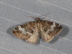 Perizoma alchemillata