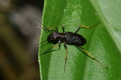 Odontocheila cayennensis