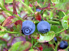Vaccinium myrtillus