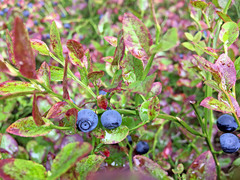 Vaccinium myrtillus