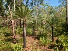 Cycas maconochiei maconochiei