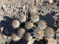 Copiapoa atacamensis
