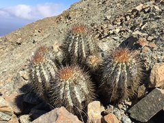 Copiapoa atacamensis