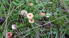 Crinipellis scabella