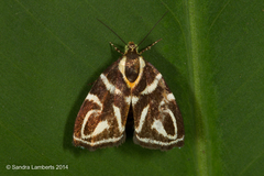 Hemerophila albertiana