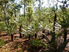 Cycas maconochiei maconochiei