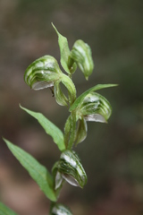 Pterostylis vittata