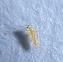 Thrips palmi
