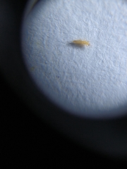 Thrips palmi