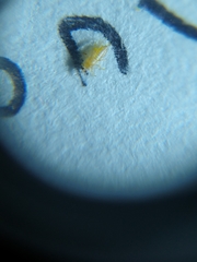 Thrips palmi