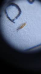 Thrips palmi