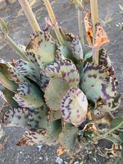 Kalanchoe marmorata