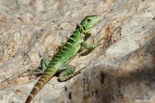Sonoran Spiny-tailed Iguana