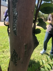 Eriococcus lagerstroemiae