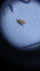 Thrips palmi
