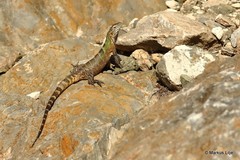 Ctenosaura macrolopha