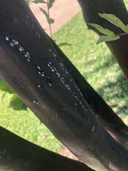 Eriococcus lagerstroemiae