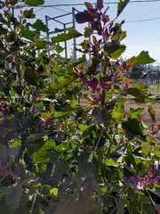 Chenopodium quinoa