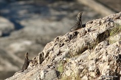 Ctenosaura macrolopha