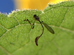 Leptopteromyia americana