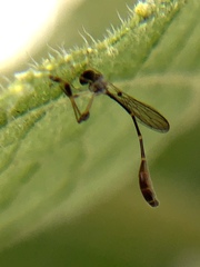 Leptopteromyia americana
