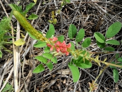 Indigofera