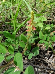 Indigofera